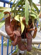 Nepenthes x 'Rebecca Soper' 3